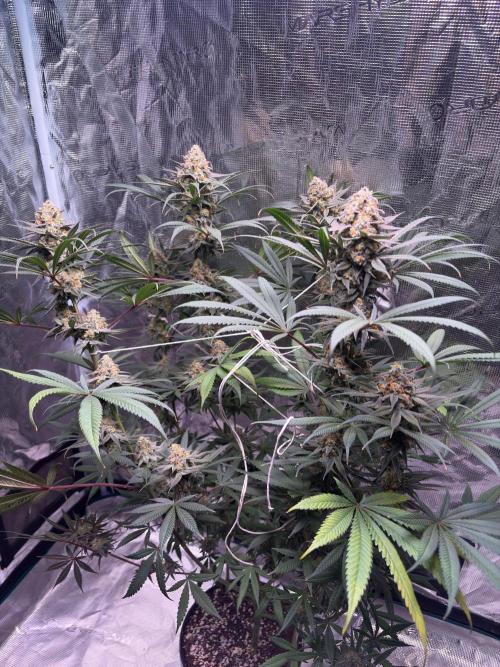 Legendary OG punch. Week 31