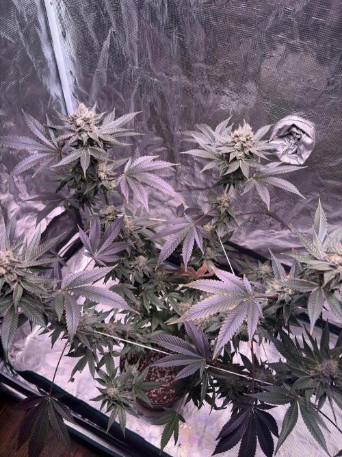 Purple oreoz F1. Week 32