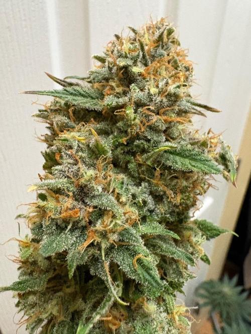 Tropicana cookies purple. Week 31