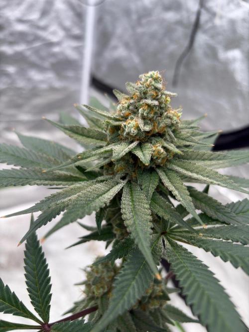 White truffle. Week 31