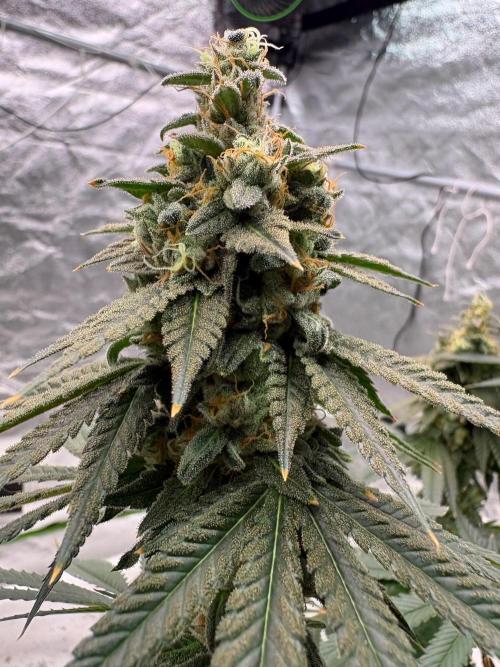 Dynamite diesel. Week 31
