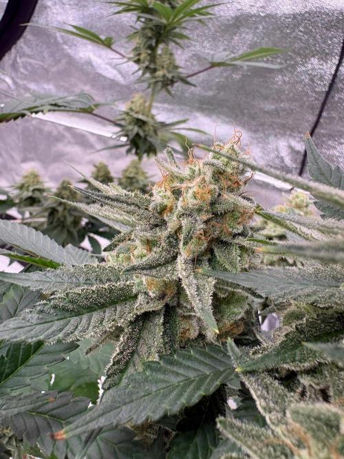 Grease monkey. Week 31
