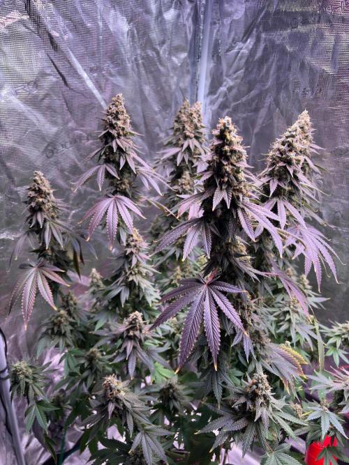 M.a.c Muffin. Week 31