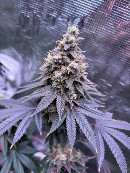 Phovivis OptiGrowx240 TropicanacookiesFF. Week 32