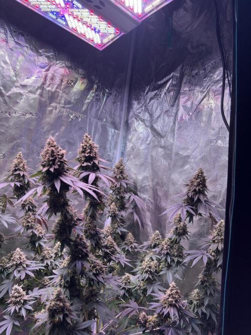 Phovivis OptiGrowx240 TropicanacookiesFF. Week 32