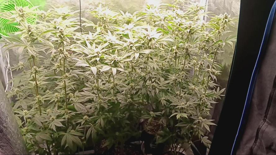 Ricky bobby 2nd grow
