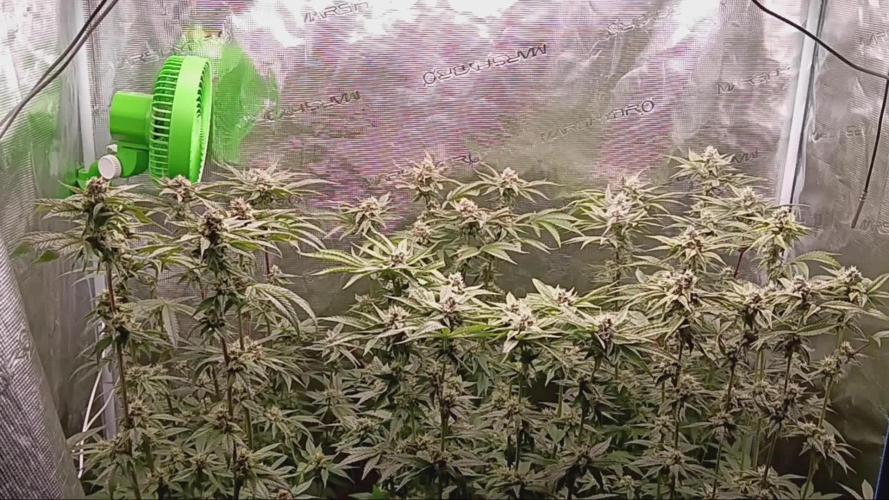 Ricky bobby 2nd grow
