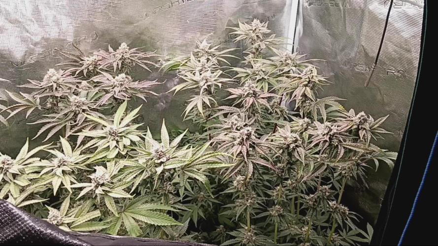 Ricky bobby 2nd grow