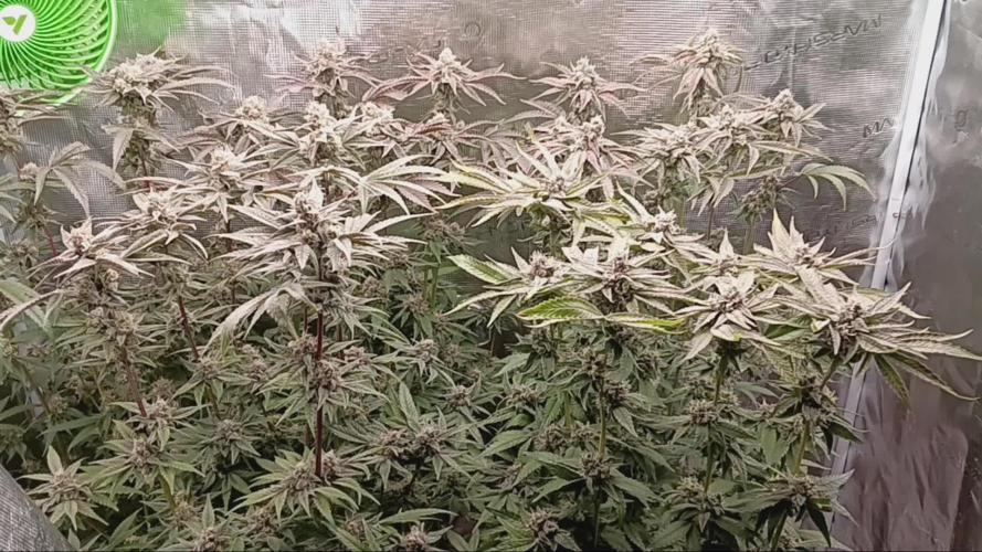 Ricky bobby 2nd grow