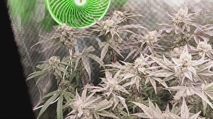 Ricky bobby 2nd grow