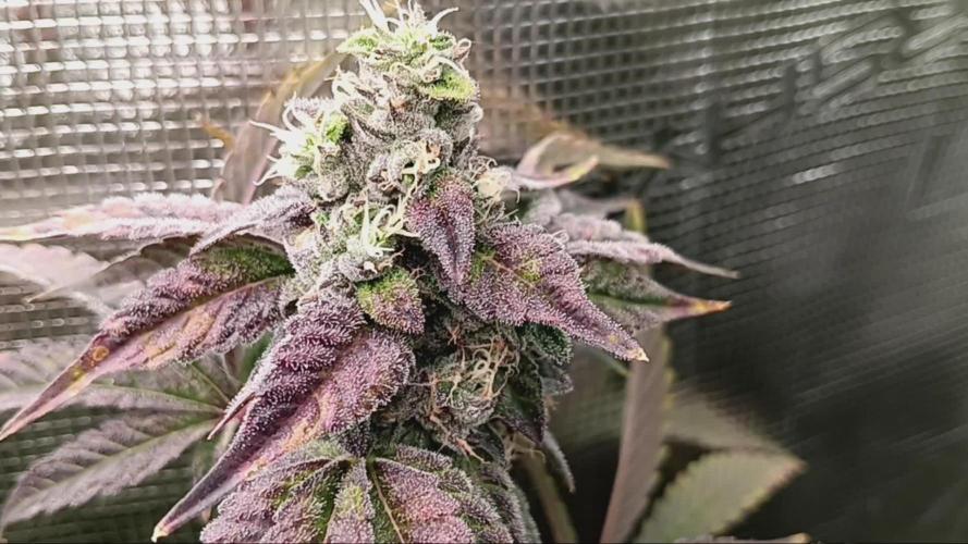 Obama runtz bag seed