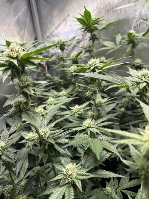 Sea of DeeeeeeS-11. Week 6 - Day 29F