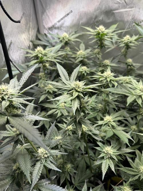 Sea of DeeeeeeS-11. Week 6