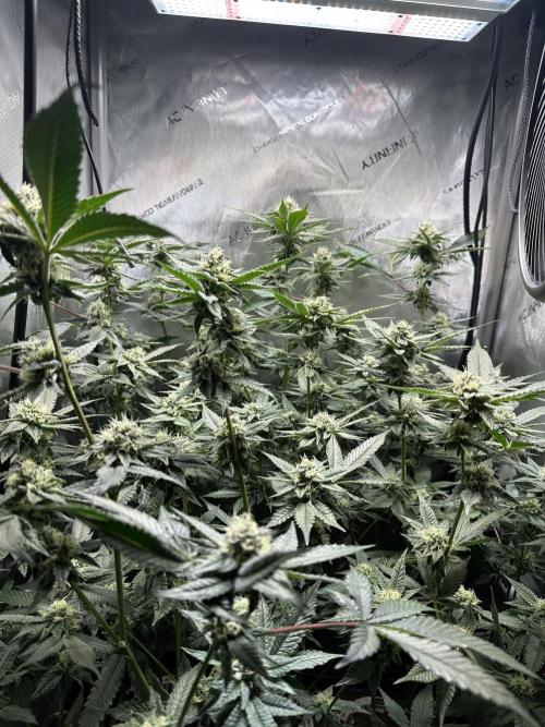 Sea of DeeeeeeS-11. Week 7 - Canopy ended up pretty even. 