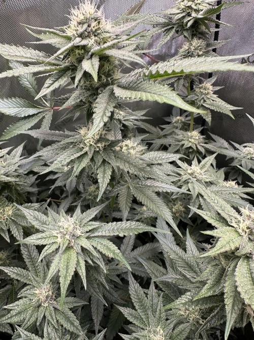 Sea of DeeeeeeS-11. Week 7 - Buds lining the stems. 