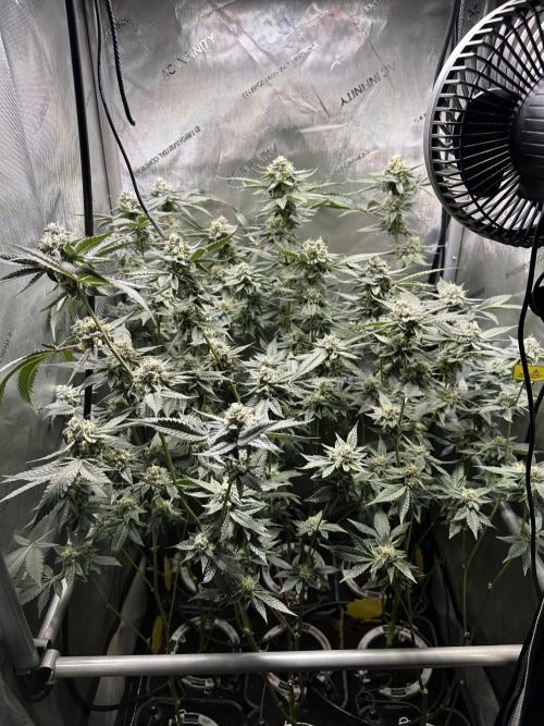 Sea of DeeeeeeS-11. Week 8