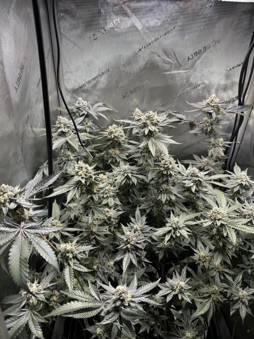 Sea of DeeeeeeS-11. Week 9