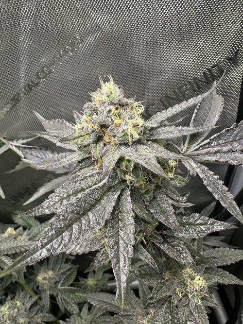 Sea of DeeeeeeS-11. Week 9