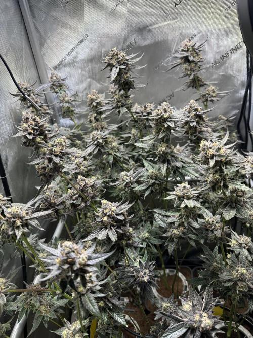 Sea of DeeeeeeS-11. Week 10