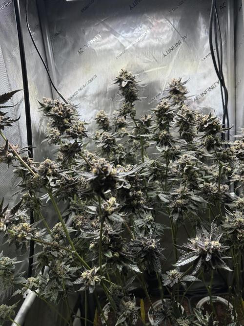 Sea of DeeeeeeS-11. Week 10