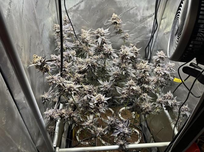 Sea of DeeeeeeS-11. Week 11