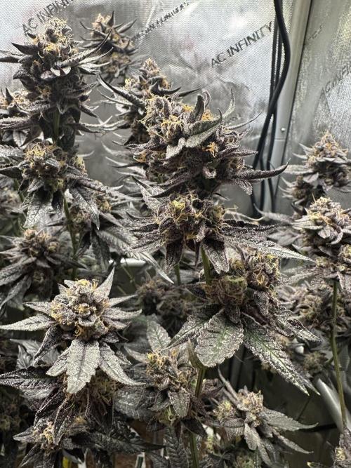 Sea of DeeeeeeS-11. Week 11