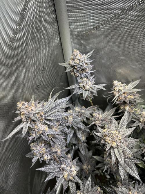 Sea of DeeeeeeS-11. Week 11