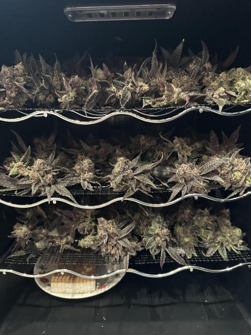 Sea of DeeeeeeS-11. Week 11