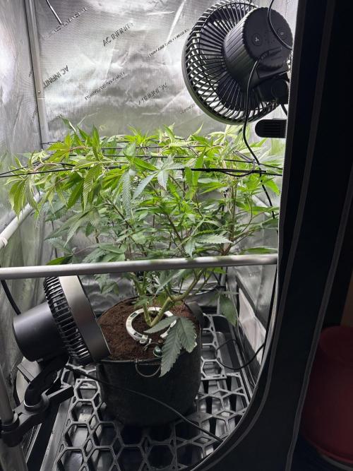 Yet another DS-11 grow. Week 1