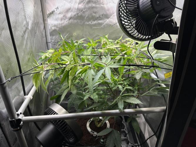 Yet another DS-11 grow. Week 1