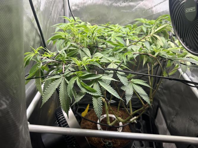 Yet another DS-11 grow. Week 2