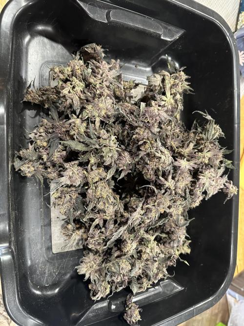 Sea of DeeeeeeS-11. Week 11