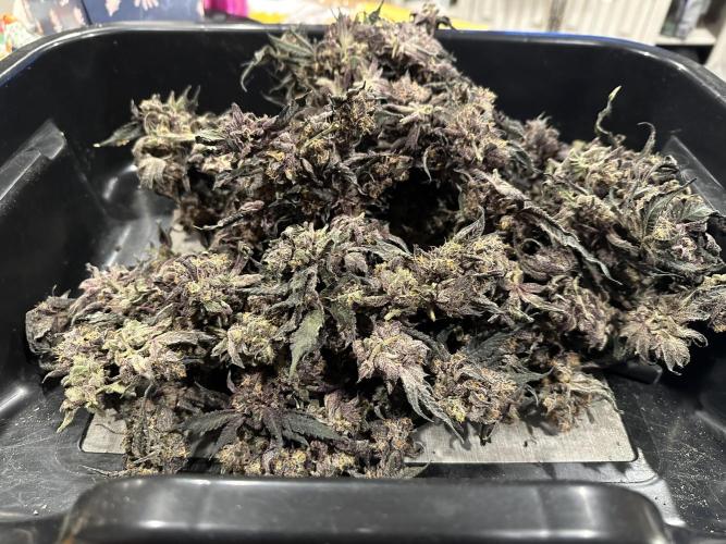 Sea of DeeeeeeS-11. Week 11