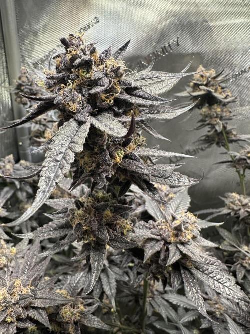 Sea of DeeeeeeS-11. Week 11