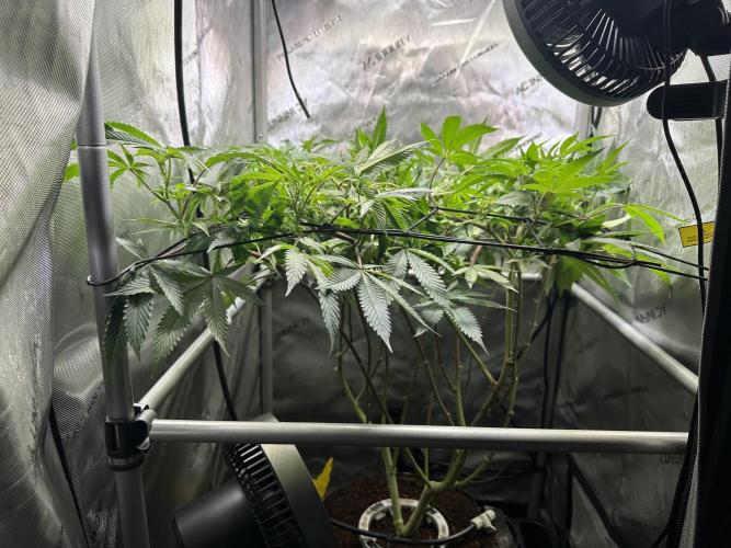 Yet another DS-11 grow. Week 3