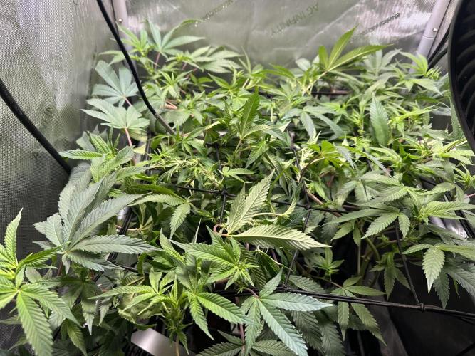 Yet another DS-11 grow. Week 3