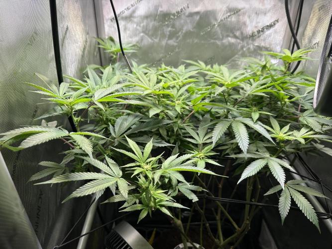 Yet another DS-11 grow. Week 4 - Canopy mostly even after the scrog