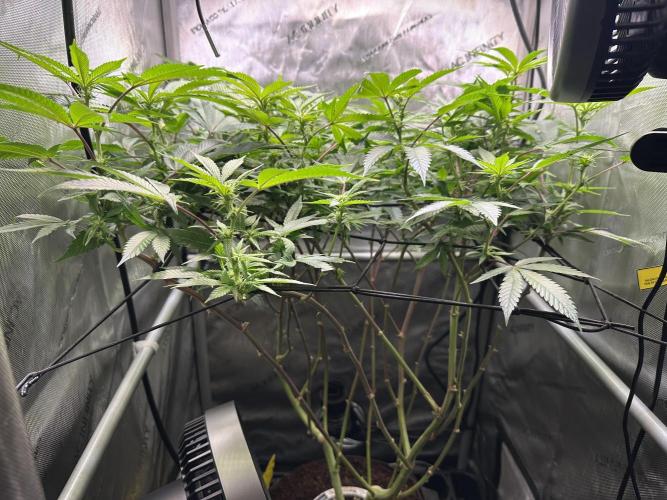 Yet another DS-11 grow. Week 4