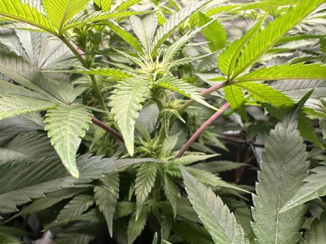 Yet another DS-11 grow. Week 4 - Buds filling in 