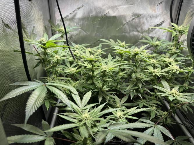 Yet another DS-11 grow. Week 5