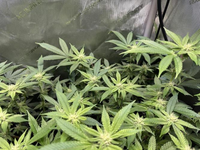 Yet another DS-11 grow. Week 5