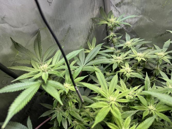 Yet another DS-11 grow. Week 5