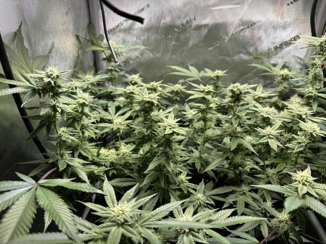 Yet another DS-11 grow. Week 6 - Day 30 of flower