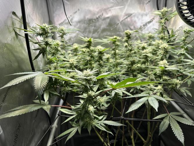 Yet another DS-11 grow. Week 6