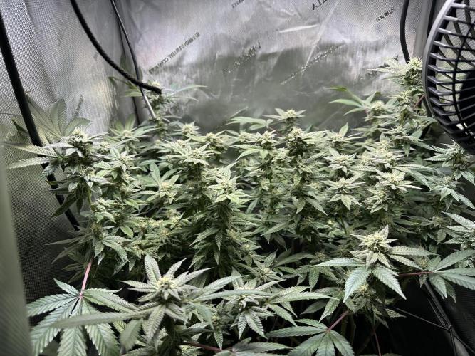 Yet another DS-11 grow. Week 7