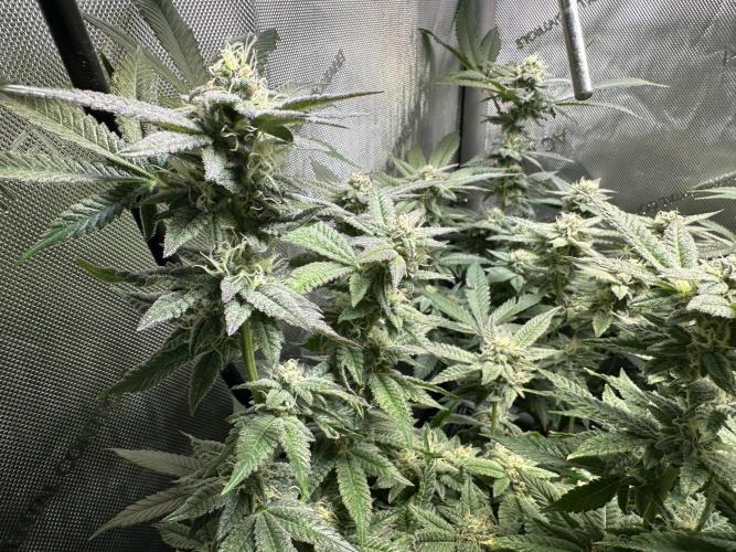 Yet another DS-11 grow. Week 7