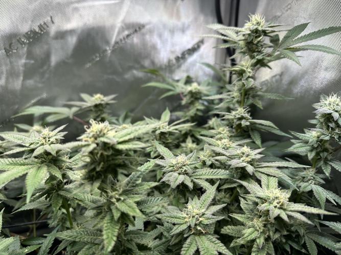 Yet another DS-11 grow. Week 7