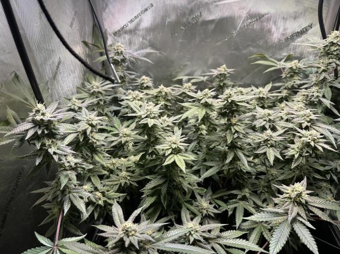 Yet another DS-11 grow. Week 8