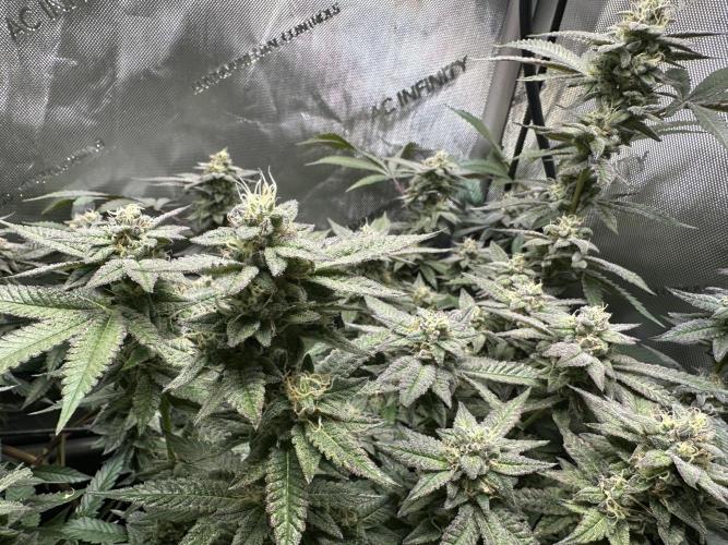 Yet another DS-11 grow. Week 8