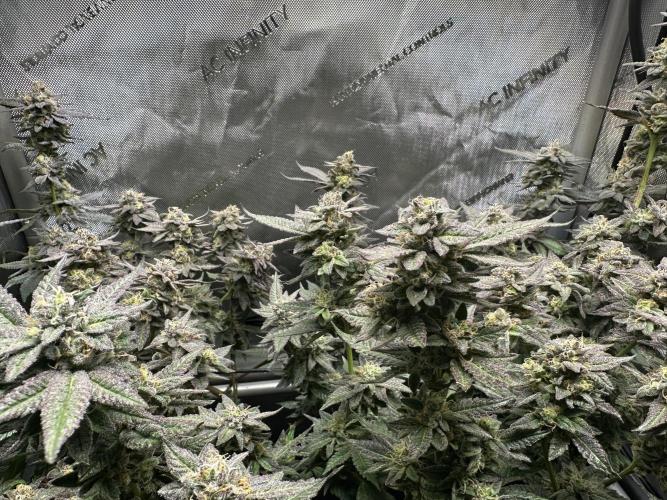 Yet another DS-11 grow. Week 9